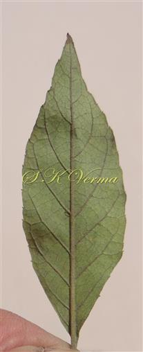  Leaf